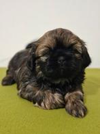 Raszuivere Shih tzu pups, HCC (leverziekte), Overige rassen, 8 tot 15 weken, Meerdere