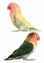 Muursticker Wandsticker Sticker Lovebirds KEK Amsterdam, Ophalen of Verzenden, Nieuw, Wanddecoratie