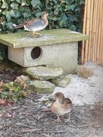 Koppel Baikaltaling beschikbaar, Meerdere dieren, Eend
