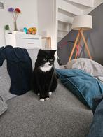Poes Ollie, Dieren en Toebehoren, Katten en Kittens | Overige Katten, Poes, Kortharig, 3 tot 5 jaar