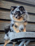 Pomeranian merle pup uniek driekleurig ogen pomeriaan bear, Dieren en Toebehoren, Honden | Chihuahua's en Gezelschapshonden, Nederland