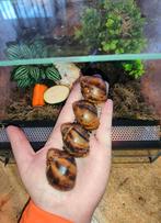 Archachatina marginata ovum, Dieren en Toebehoren, 0 tot 2 jaar