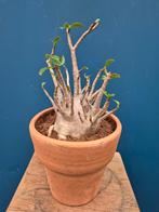 Adenium Baobab XXL p20
