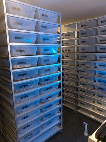 Aluracks racks / Slangen racks / V70 racks / Reptielen racks beschikbaar voor biedingen