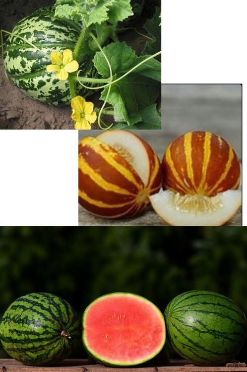 Meloen zaden diverse soorten, Tuin en Terras, Bloembollen en Zaden, Zaad, Verzenden