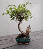 Japanse iep bonsai in keramiek schaaltje, Ophalen, Bloeit niet, Halfschaduw, Overige soorten