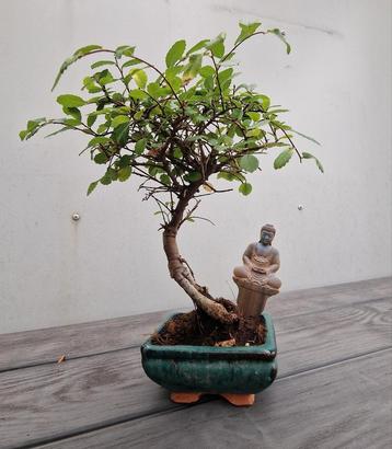 Japanse iep bonsai in keramiek schaaltje beschikbaar voor biedingen