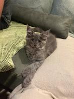 Main Coon poesje beschikbaar - mag volgende week weg!, Dieren en Toebehoren, Katten en Kittens | Raskatten | Langhaar, Meerdere dieren