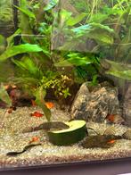 Ancistrus koppel, Dieren en Toebehoren, Vis, Zoetwatervis, Schoolvis