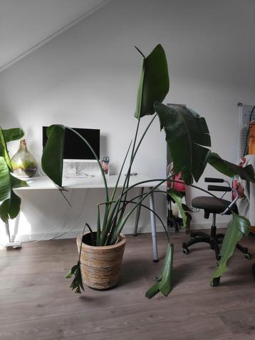 Strelitzia paradijsvogelplant (zonder getoonde pot) beschikbaar voor biedingen