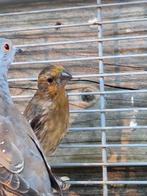 Mexicaanse roodmussen  1 man en 4 poppen, Dieren en Toebehoren, Meerdere dieren, Tropenvogel, Geringd