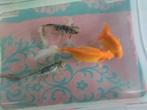 4 GROTE aquarium vissen goudvis ea, Vis
