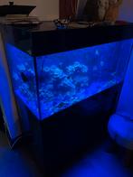 Zout water aquarium, Ophalen of Verzenden, Zo goed als nieuw, Gevuld zeewateraquarium