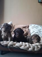 Labradoodle pups Mini Medium te koop 1 choco en 2 merle, Rabiës (hondsdolheid), Overige rassen, 8 tot 15 weken, Meerdere