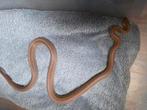 Rattenslang 1.0 mimosa anery tessera stripe, Dieren en Toebehoren, Reptielen en Amfibieën, Slang, 0 tot 2 jaar