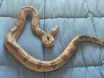 Boa hypo jungle, Slang