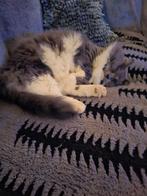 Prachtige Maicoon ex kater lief enaanhankelijk, Dieren en Toebehoren, Kater, Gechipt, 3 tot 5 jaar