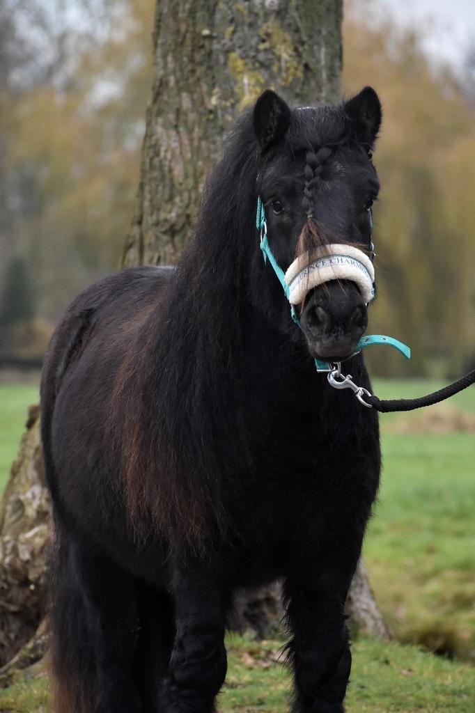 ** GROTE EN ONWIJS LIEVE STAMBOEK  SHETLANDER RUIN **, Dieren en Toebehoren, Pony's, Ruin, Niet van toepassing, A pony (tot 1.17m)