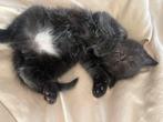 Lieve aanhankelijke kitten, Poes, Ontwormd, 0 tot 2 jaar