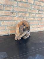 Hangoor ram te koop, Dieren en Toebehoren, Konijnen, Mannelijk, Hangoor