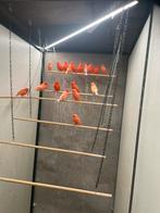 Mooie koppels rode kanaries, Dieren en Toebehoren, Vogels | Kanaries, Meerdere dieren, Kleurkanarie