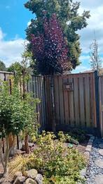 Mooie volle prunus nigra (kerspruim, Ophalen, Volle zon, Overige soorten