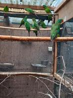 Gevraagd: Swiftparkieten poppen evt ruilen met mannen, Dieren en Toebehoren, Meerdere dieren, Parkiet