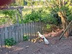 Witte loopeenden, Dieren en Toebehoren, Pluimvee, Geslacht onbekend, Eend