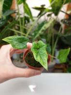 Baby alocasia jacklyn, mooi kamerplantje, Huis en Inrichting, Kamerplanten, Overige soorten, In pot, Minder dan 100 cm, Groene kamerplant