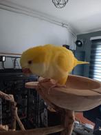 Muisparkiet met vogelkooie zegt kiekeboe en doet kip na, Dieren en Toebehoren, Mannelijk, Papegaai