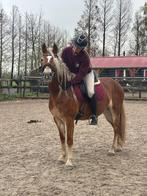 Lease paard of pony verzorgster bijrijdster, Dieren en Toebehoren, Ophalen of Verzenden, Gebruikt