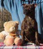 Mooi Staffordshire bull terriër teefje beschikbaar, Dieren en Toebehoren, Particulier, 15 weken tot 1 jaar, Overige rassen, Buitenland