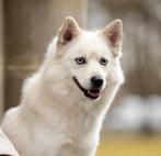 Pomsky dekreu met EPR | DNA, ECVO, PL & Röntgen getest, Rabiës (hondsdolheid), Reu, 1 tot 2 jaar, Eén hond