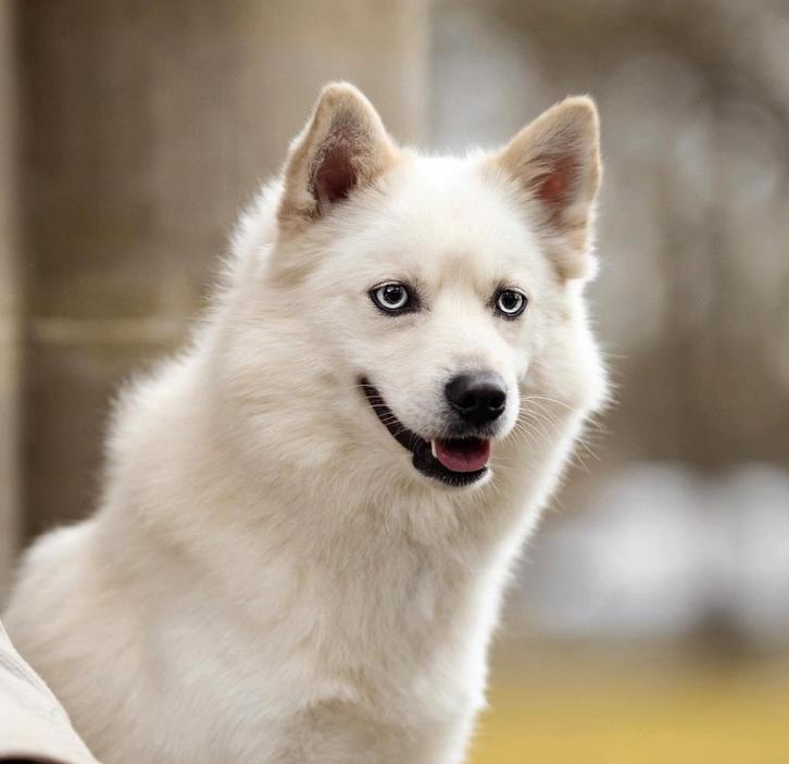 Pomsky dekreu met EPR | DNA, ECVO, PL & Röntgen getest, Dieren en Toebehoren, Honden | Dekreuen, Reu, Particulier, Eén hond, Nederland