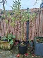 Te koop 2 Oleanders, Tuin en Terras, Planten | Bomen, Ophalen of Verzenden, Volle zon, Overige soorten, 100 tot 250 cm