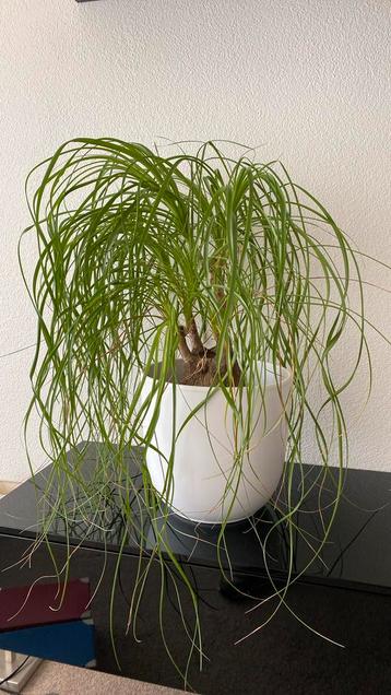 Plant met pot beschikbaar voor biedingen
