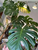 Grote Monstera., Huis en Inrichting, Kamerplanten, Ophalen, Overige soorten, Minder dan 100 cm