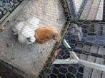 Kippen, Dieren en Toebehoren, Pluimvee, Vrouwelijk, Kip