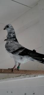 Figurita duiven schimmel, Dieren en Toebehoren, Meerdere dieren, Postduif