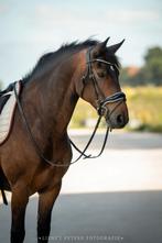 Allround sport pony, familie paard. Fries/haflinger bomproof, Dieren en Toebehoren, Gechipt, Minder dan 160 cm, B, Ruin