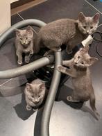 Grijze kittens, Meerdere dieren