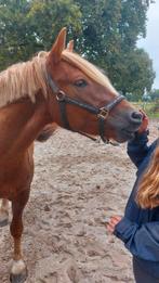 Super leuke aanhankelijk 2.5 jarige ruin(1.55l, Dieren en Toebehoren, Pony's, E pony (1.48m - 1.57m), Ruin, Recreatiepony, Gechipt