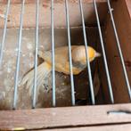 6 kanaries, Dieren en Toebehoren, Meerdere dieren, Kleurkanarie