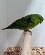 Groene catharina parkiet  2022, Dieren en Toebehoren, Vogels | Parkieten en Papegaaien, Mannelijk, Parkiet, Geringd