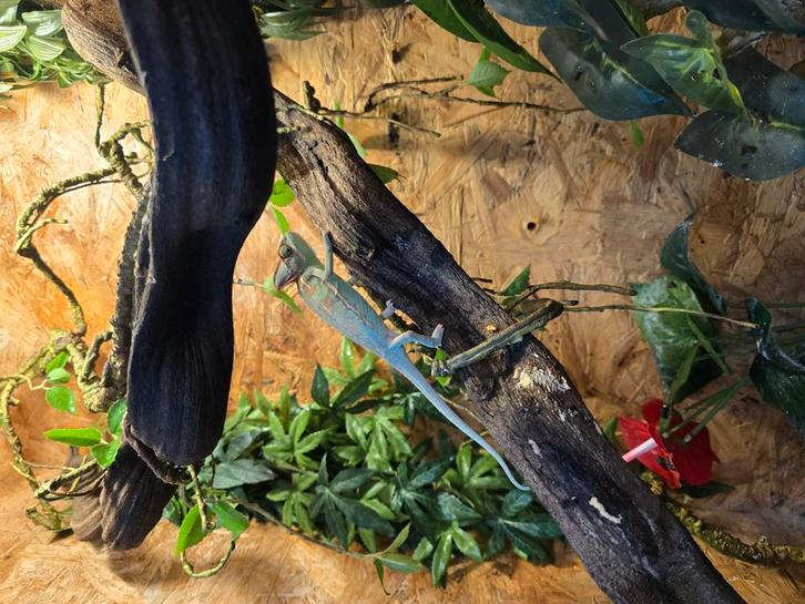 Nakweek Jemen kameleons zowel mannen als vrouwen