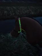 Hobbyhorse neon halster glow in de dark, Dieren en Toebehoren, Paarden en Pony's | Verzorgingsproducten, Ophalen of Verzenden