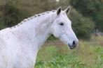 10 jarige KWPN ruin, Dieren en Toebehoren, Paarden, B, Gechipt, Ruin, 7 tot 10 jaar