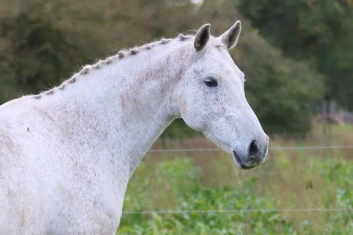 10 jarige KWPN ruin, Dieren en Toebehoren, Paarden, Ruin, B, 165 tot 170 cm, 7 tot 10 jaar, Recreatiepaard, Met stamboom, Gechipt