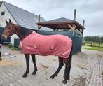 Super brave kwpn (spring) merrie (drachtig), Merrie