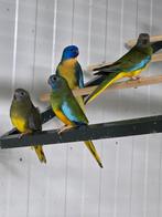 2 prachtige koppels turquoise splendid, Dieren en Toebehoren, Vogels | Parkieten en Papegaaien, Meerdere dieren, Parkiet